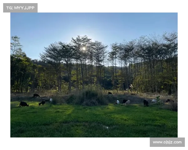 永歌森林五大自然奇观揭密 探索大自然的奇妙与神秘 永歌森林五大自然奇观揭密 探索大自然的奇妙与神秘